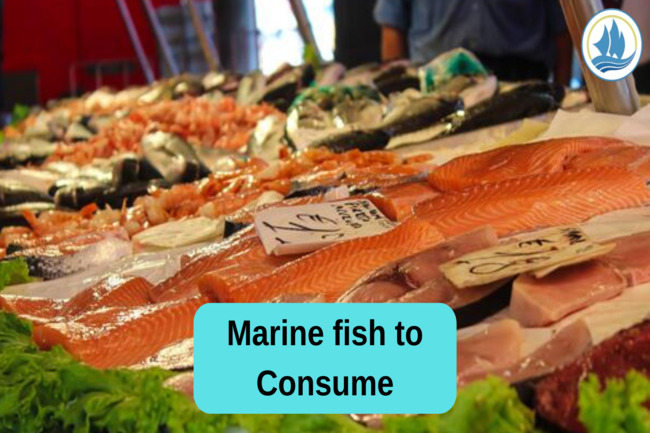 Indonesia’s Popular Marine Fish to Consume